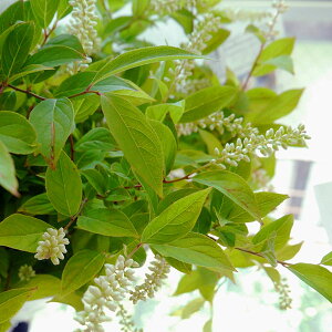 Ԗ ؂̕c/RomYCiF4.5`5|bg