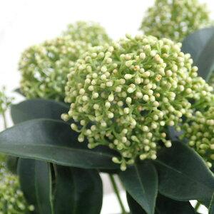 Ԗ ؂̕c/XL~AFzCgO[u3.5|bg