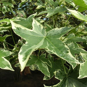 Ԗ ؂̕c/AJtEFVo[LO3.5|bg