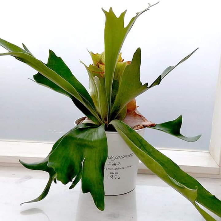 楽天市場】観葉植物/ビカクシダ（コウモリラン）：ネザーランド5号 