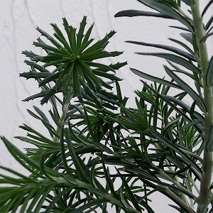 Ԗ ؂̕c/oNVAFGVtHAiq[XoNVAj3.5|bg