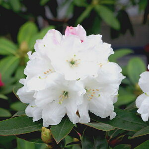 Ԗ ؂̕c/mVNiQFXm[o[h3.5|bg