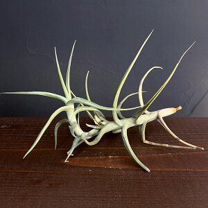 ϗtA/`WAFMeroriana  No.1