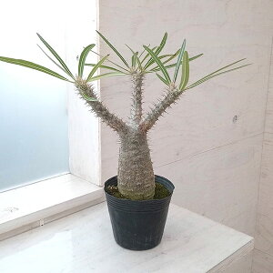 ϗtA/i킯jpL|fBEFOLX4ij 22-03