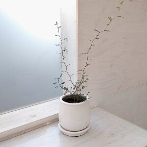 ϗtA/\tH FgxCr[^XeEh