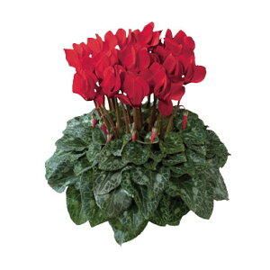 Ԃ̕c/VNFh[XP[v@uCgbh3.5|bg 6Zbg