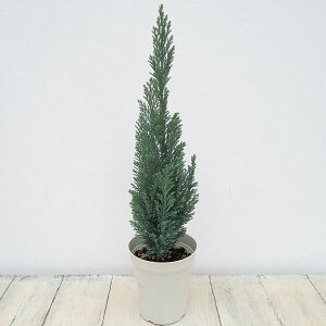 Ԗ ؂̕c/Rjt@[([\qmL)FGEbY GpCA4A