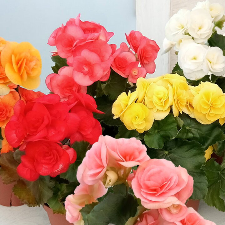 楽天市場 リーガースベゴニア 花色ミックス3 5号鉢植え 3個セット 園芸ネット プラス