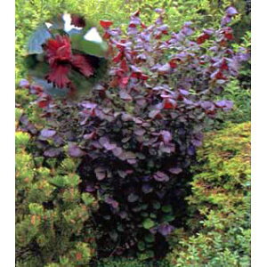 花木 庭木の苗/西洋ハシバミ：プルプレア樹高40cm根巻き