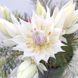 Ԗ ؂̕c/[UEt@[ZNg]ZAiW[CZAjFubVOuCh 5A