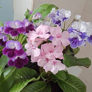 XgvgJ[pXEԐF~bNX5A3Zbg