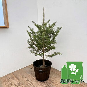 Ԗ ؂̕c/݂̖؁i~mLjFEW~ 80`90cmAZbg