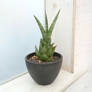 ϗtA/TZxAFbN} 3.5vA22-03