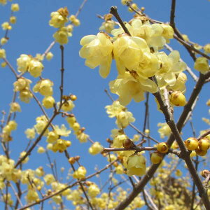 Ԗ ؂̕c/EoCFfSi\VjEoC6|bg܂̓[gobN