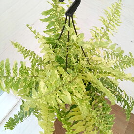 観葉植物/ネフロレピス：タイガー　5号吊り鉢