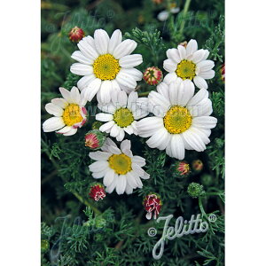 Ԃ̕c/AiLNXEVo[LX3|bg