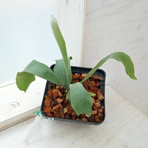 ϗtA/[]i킯jrJNV_iREjF_iCWj|bgc