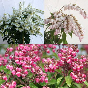 Ԗ ؂̕c/AZrin؁j3ZbgivEXvOxEpbVj