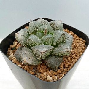 ϗtA/nI`AF^ψٌ́@iEB~[zj@2.5XNGA