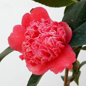 Ԗ ؂̕c/coLiցjFgсiڂ͂ɂj4.5|bg