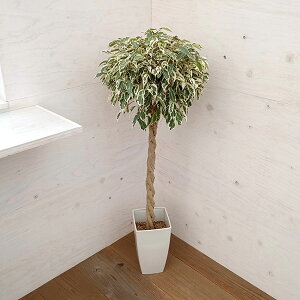 観葉植物 ベンジャミンスターライトの人気商品・通販・価格比較 - 価格.com