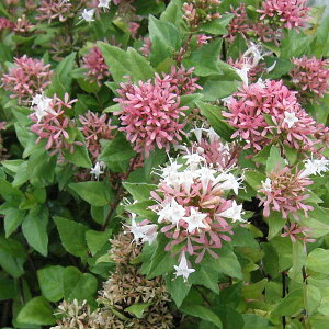 Ԗ ؂̕c/AxAFVlVX 3|bg