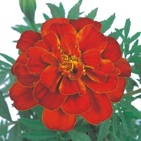 草花の苗/マリーゴールド ：デュランゴ　レッド3-3.5号ポット 3株セット