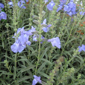 Ԃ̕c/TrAFAYAiXJCu[Z[Wj3.5|bg 4Zbg