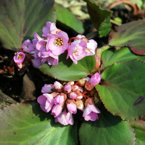 Ԃ̕c/q}LmV^ixQjAjFEB^[O[3-3.5|bg 6Zbg