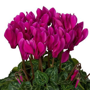 Ԃ̕c/VNFX[p[xm@_[NoCIbg\[[3|bg