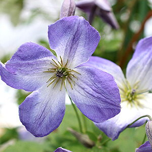 N}`X̕c/N}`XF}AEO[4.5|bg(r`Zn)