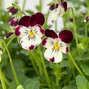 Ԃ̕c/|̃rIFqL3-3.5|bg 12Zbg