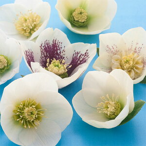 i[Z[̃NX}X[YFVOzCgn3|bg