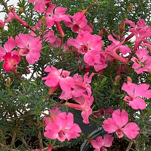 Ԃ̕c/incRC\EEPiEeBAjFTN3|bg