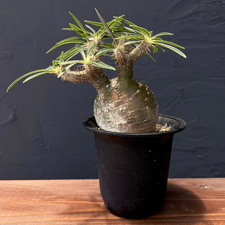 楽天市場】観葉植物/[ザ・ファームセレクト][送料無料]パキポディウム 