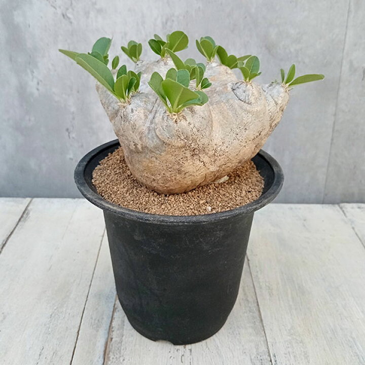 楽天市場】観葉植物/[ザ・ファームセレクト][送料無料]パキポディウム 
