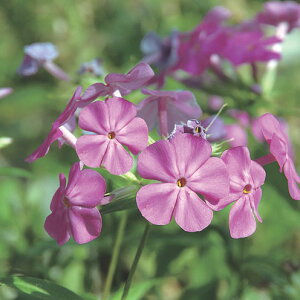 Ԃ̕c/tbNXFJi rxCJ[3.5|bg*