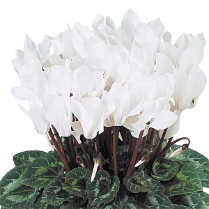 Ԃ̕c/VNFh[XP[v@zCg3.5|bg 3Zbg