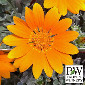 Ԃ̕c/KUjAFVo[eBK[3|bg 6Zbg