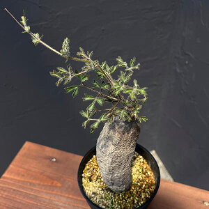 ϗtA/LtHXe}F^OibL[ 4ANo.3