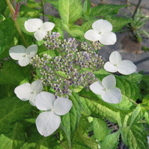 Ԗ ؂̕c/}AWTCFtCIIA}`iÒj4|bg