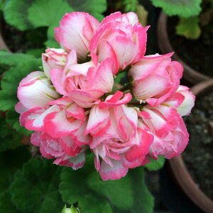 Ԃ̕c/[jEi`[bv炫jF[YobhEfjX3.5|bg