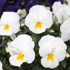 Ԃ̕c/pW[F悭炭X~ ~NZ[L3`3.5|bg 2Zbg