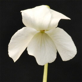 山野草の苗/スミレ：リュウキュウコスミレ白花2.5号ポット