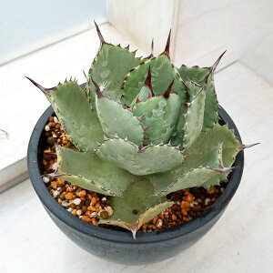 ϗtA/AKxFhSXPC@5A No.2