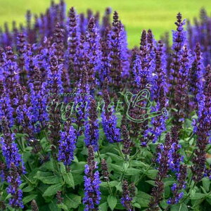 Ԃ̕c/TrAFl[T u[NC[3|bg