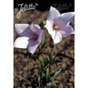 R쑐̕c/LLE(j[jFtWsNiԁj3|bg