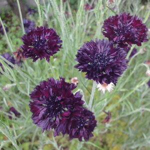 Ԃ̕c/O}\EiԑEjFubN{[C3|bg 2Zbg