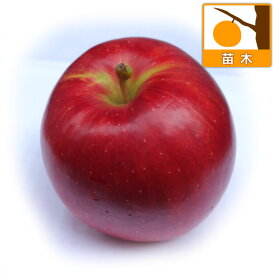 果樹の苗/リンゴ：つがる（津軽）わい性台木接木苗4号ポット