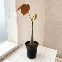 楽天市場】ボンバックス（観葉植物｜花・観葉植物）：花・ガーデン 